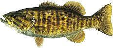 Smallmouth Bass Fishing Illinois and Indiana